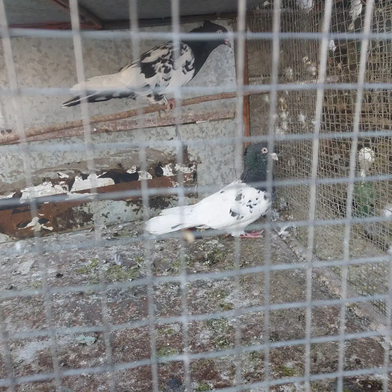 کله ای|پرنده|مبارکه, |دیوار