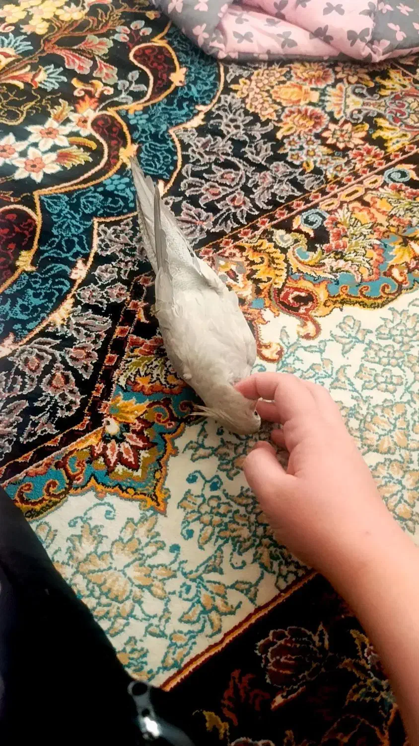 عروس هلندی ماده|پرنده|خمینی‌شهر, |دیوار