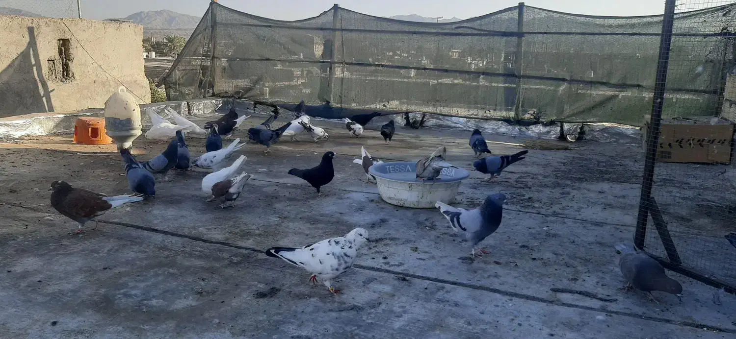 کفتر|پرنده|میناب, |دیوار