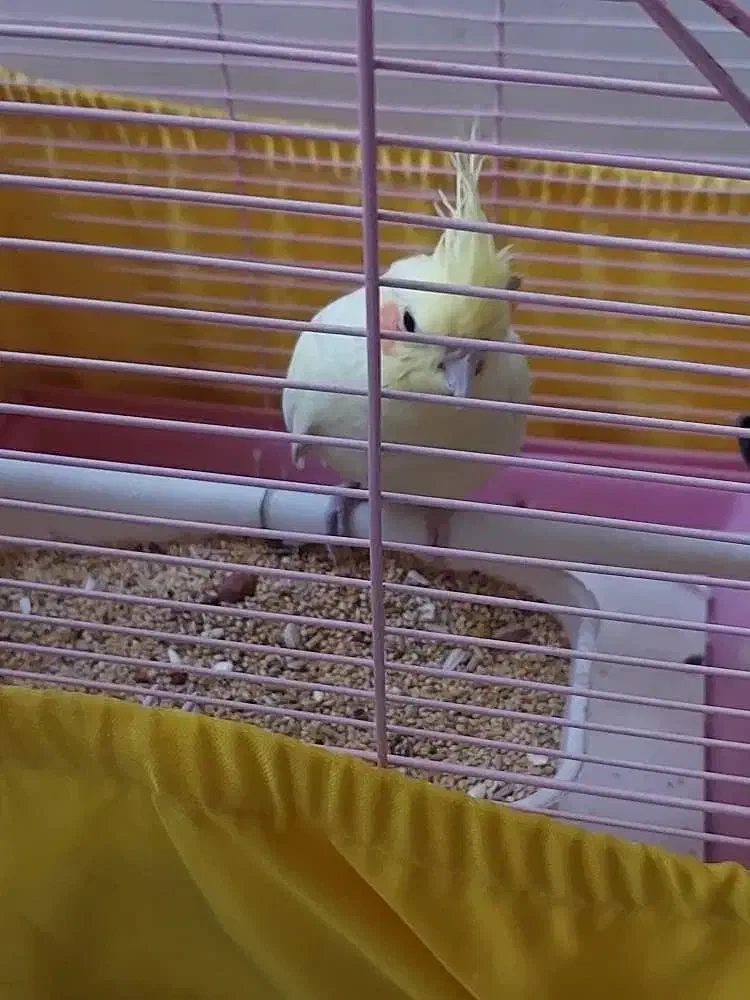 عروس هلندی|پرنده|محمدشهر, شهرک چمران|دیوار