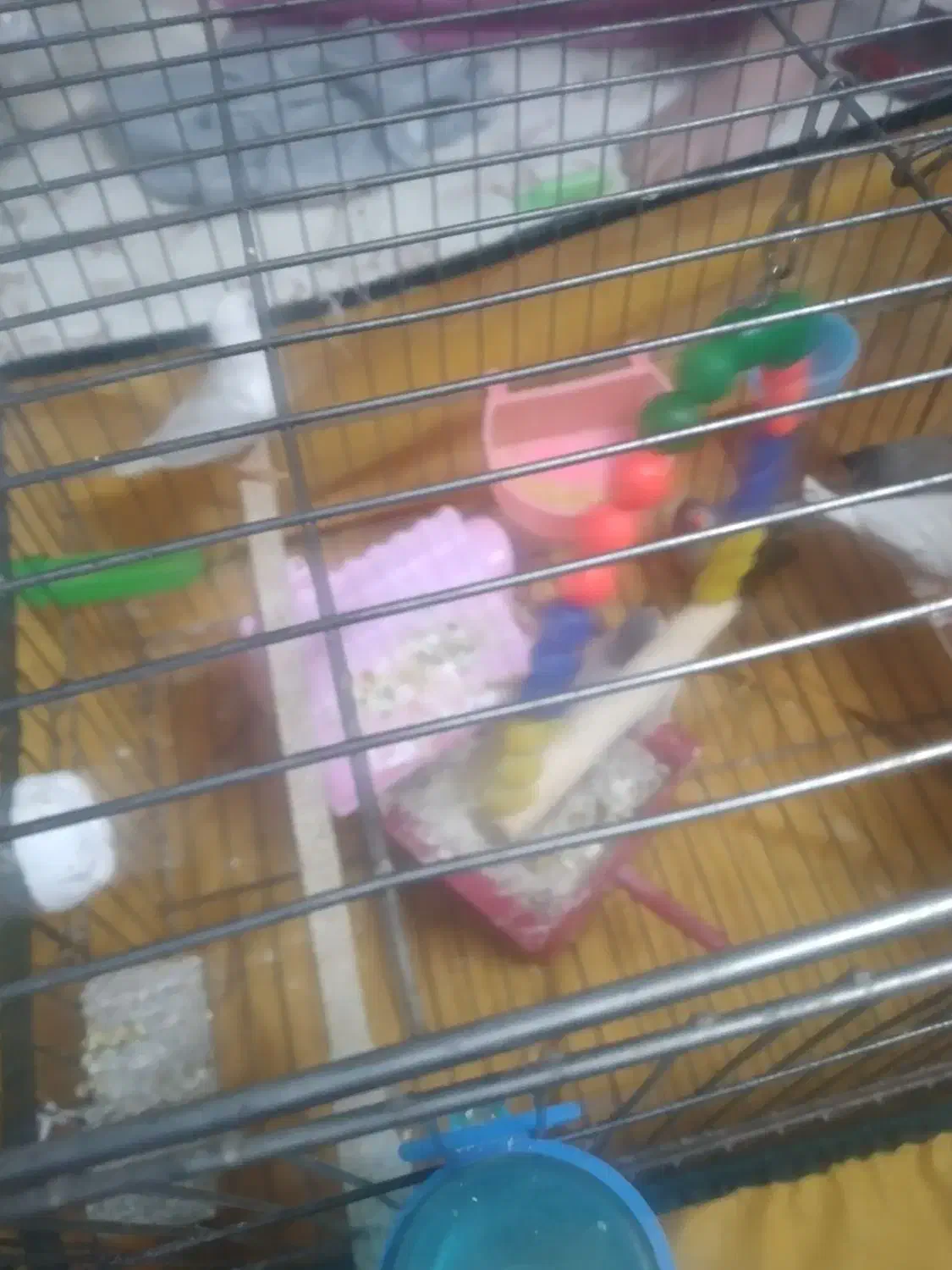 فنچ با جوجه با تخم مرغ عشق پروانه ای جون درشت|پرنده|قدس, شهر‌قدس|دیوار