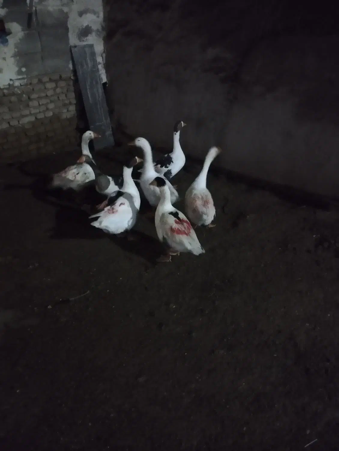 قاز طبیعی مزرعه|حیوانات مزرعه|اردبیل, |دیوار