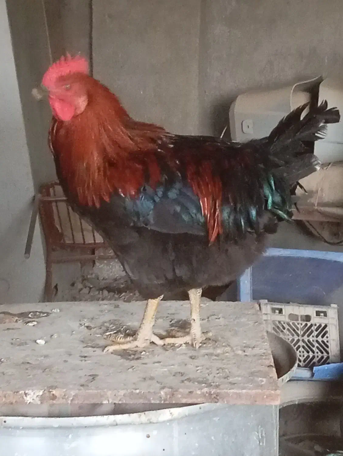 فروش مرغ و خروس رسمی ۶ماهه|حیوانات مزرعه|قرچک, پویینک|دیوار