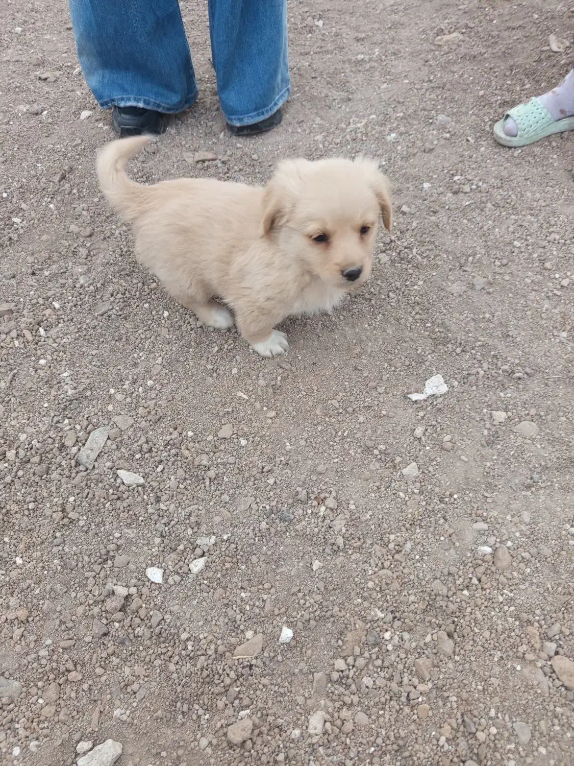 توله سگ های پا کوتاه خانگی فروشی|سگ|زنجان, |دیوار