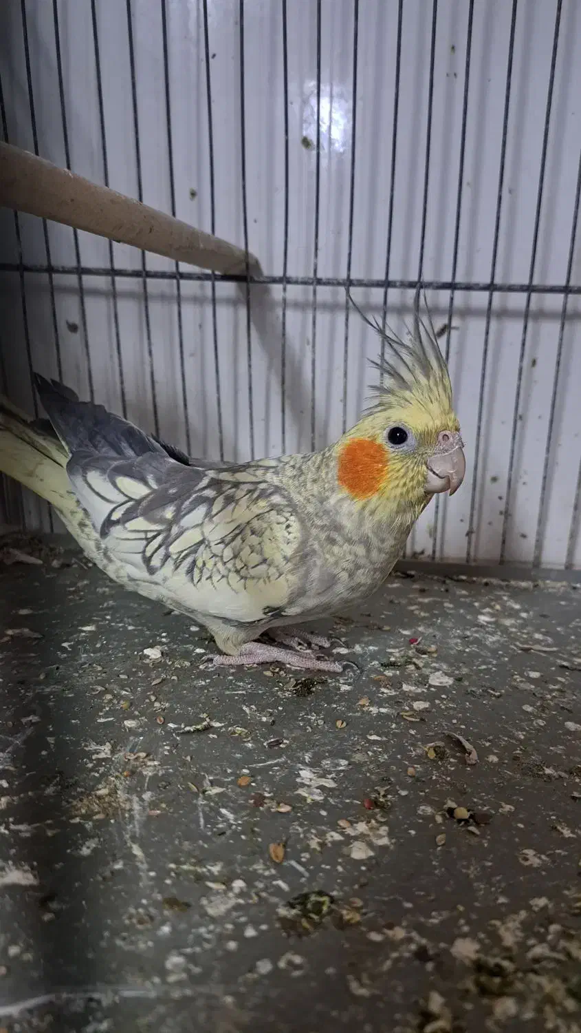 فروش فوری عروس هلندی بالغ|پرنده|قم, شاه سید علی|دیوار