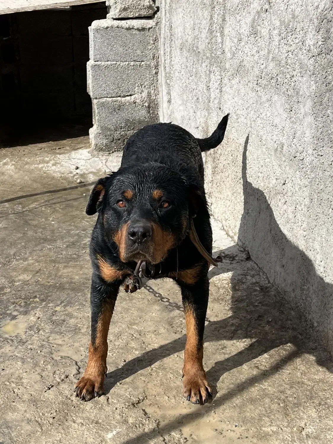 روتوایلر نگهبان|سگ|شهریار, اصیل آباد|دیوار