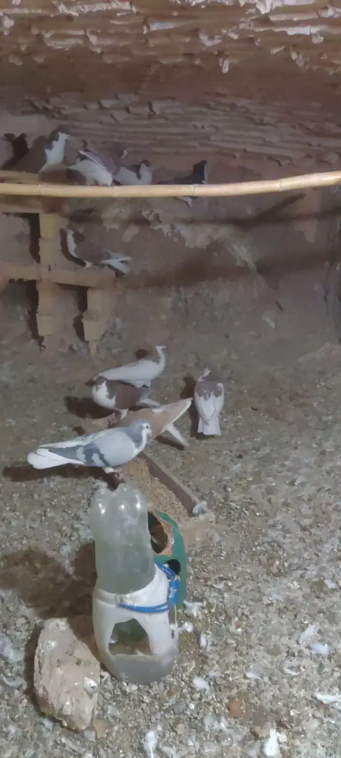 کبوتر نرو ماده|پرنده|باشتین, |دیوار