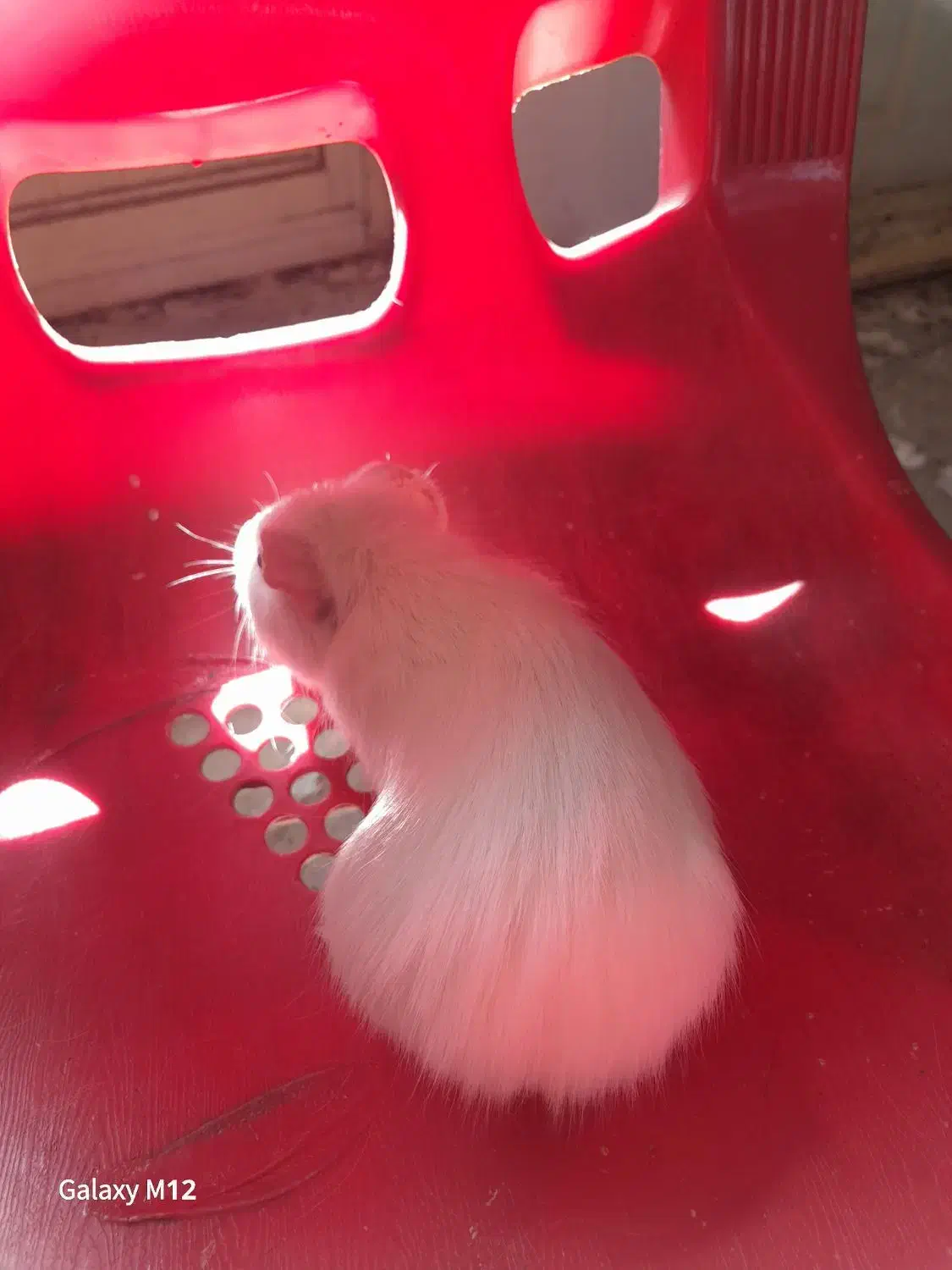 خوکچه هندی|موش و خرگوش|تبریز, |دیوار