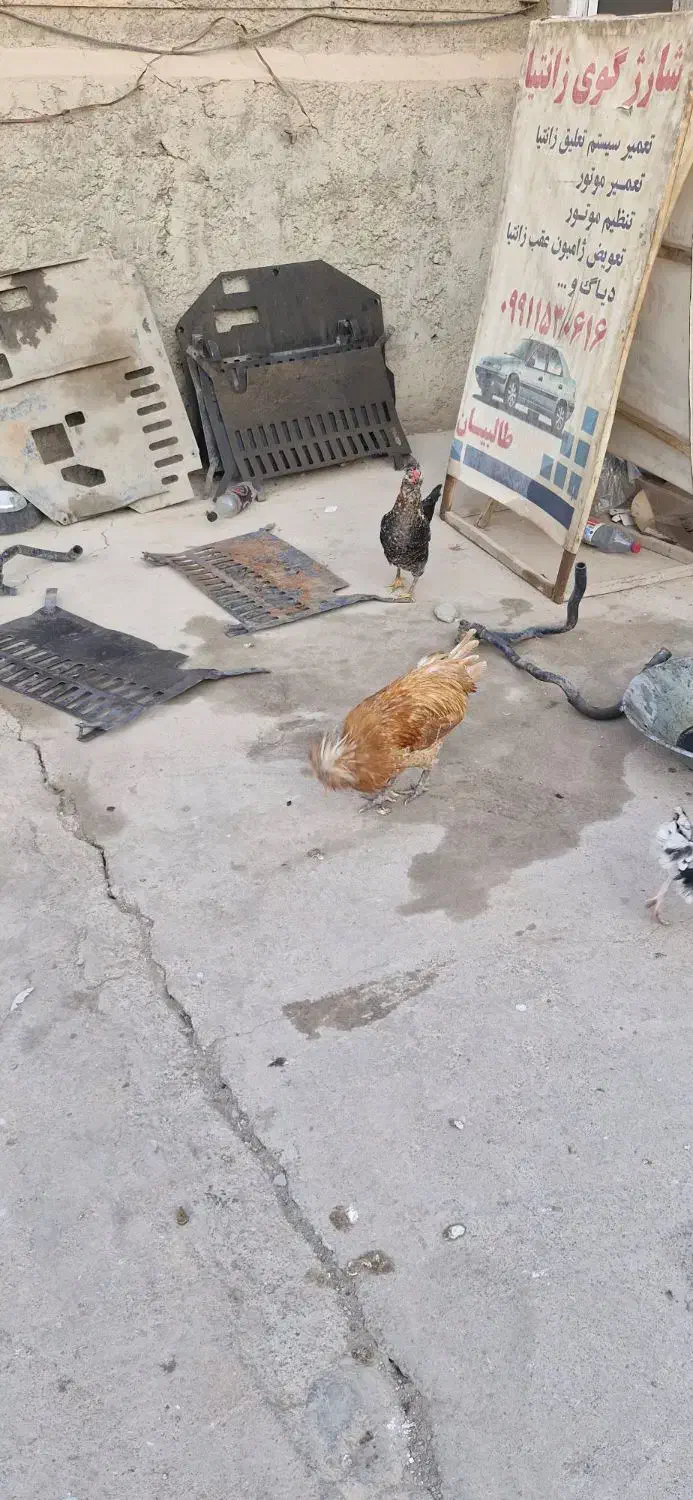 خروس پولند|حیوانات مزرعه|برخوار, |دیوار