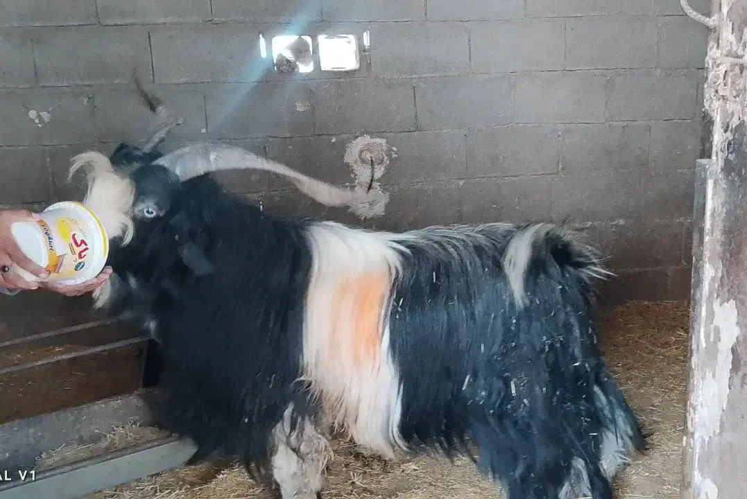 پازن در باغملک|حیوانات مزرعه|باغ ملک, |دیوار