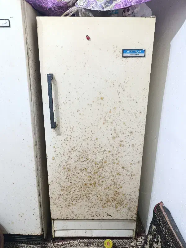 فریزر ارج|یخچال و فریزر|بندر انزلی, گلشن|دیوار