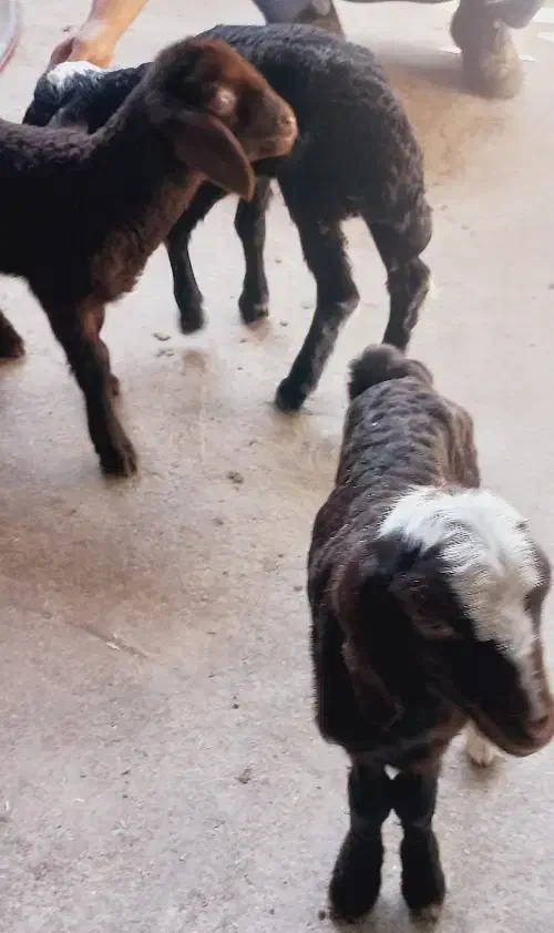 بره شیری|حیوانات مزرعه|خمینی‌شهر, |دیوار