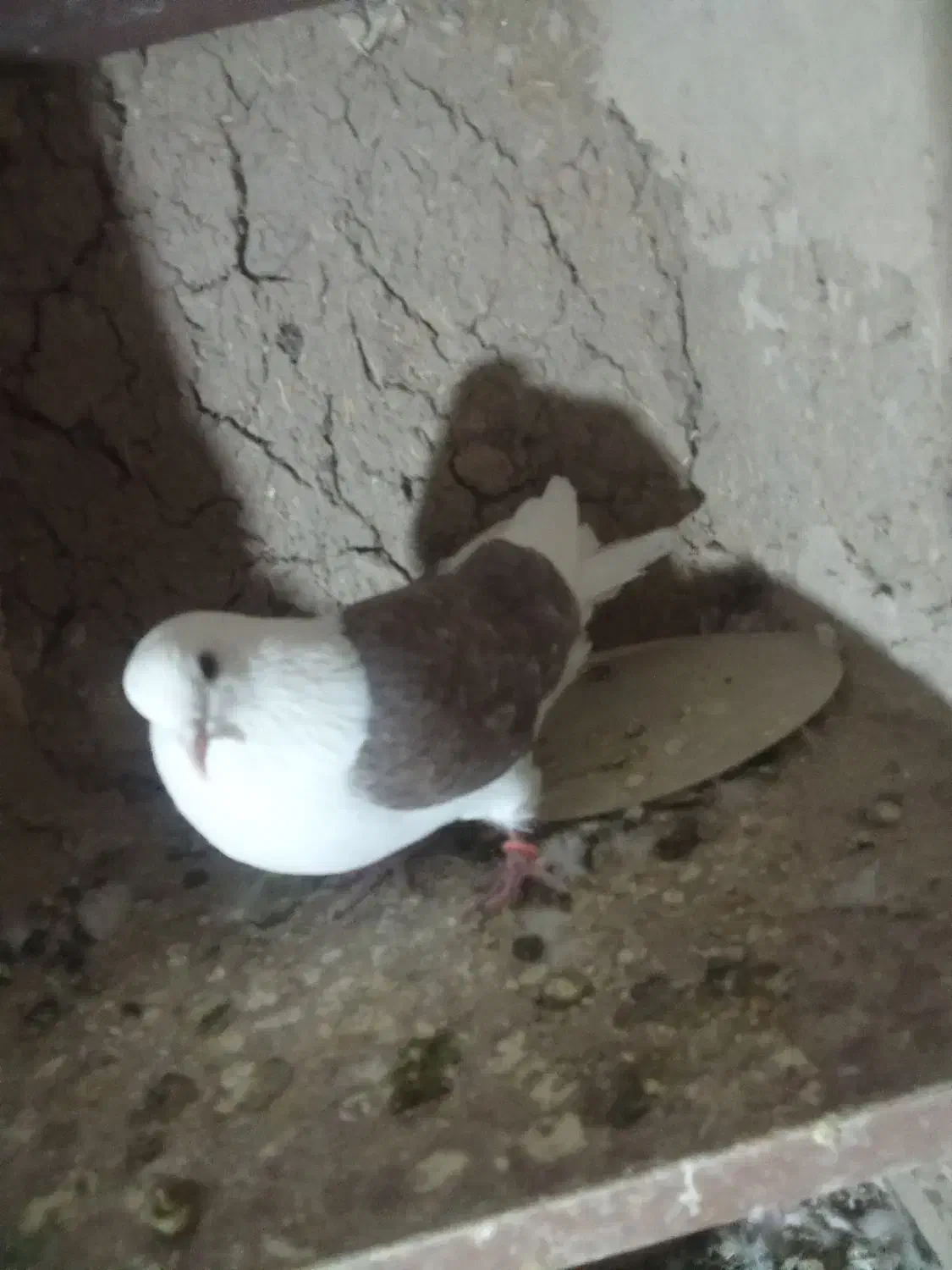 معاوضه|پرنده|شازند, |دیوار