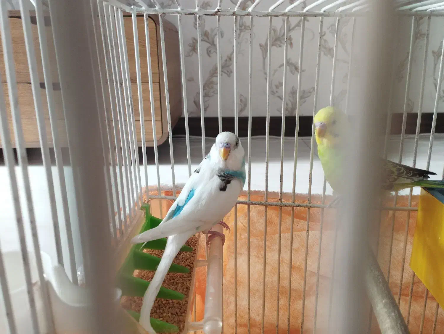 یک جفت مرغ عشق نر و ماده|پرنده|شاهین‌شهر, عطار|دیوار