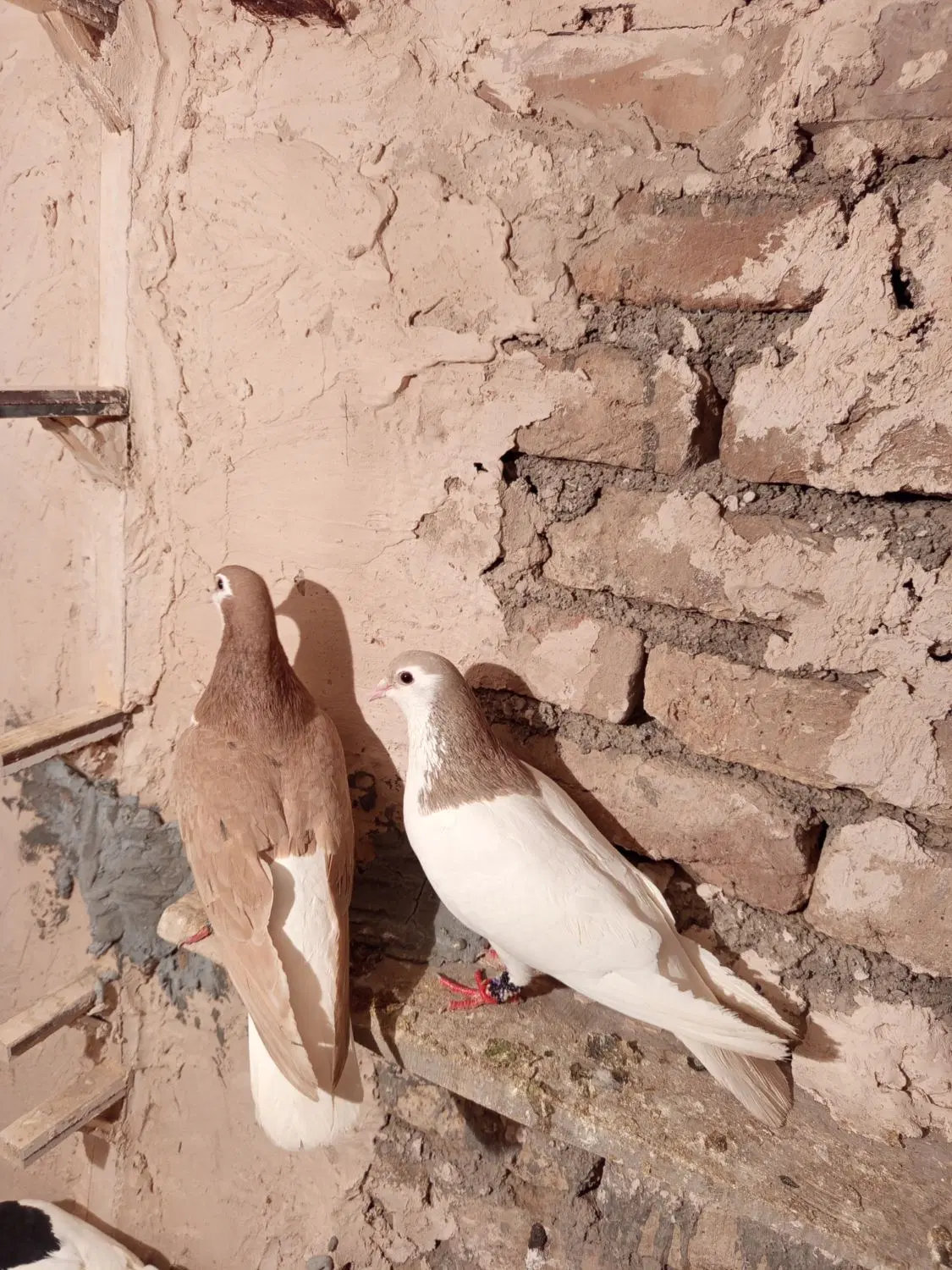 کفتر|پرنده|طاغنکوه, |دیوار