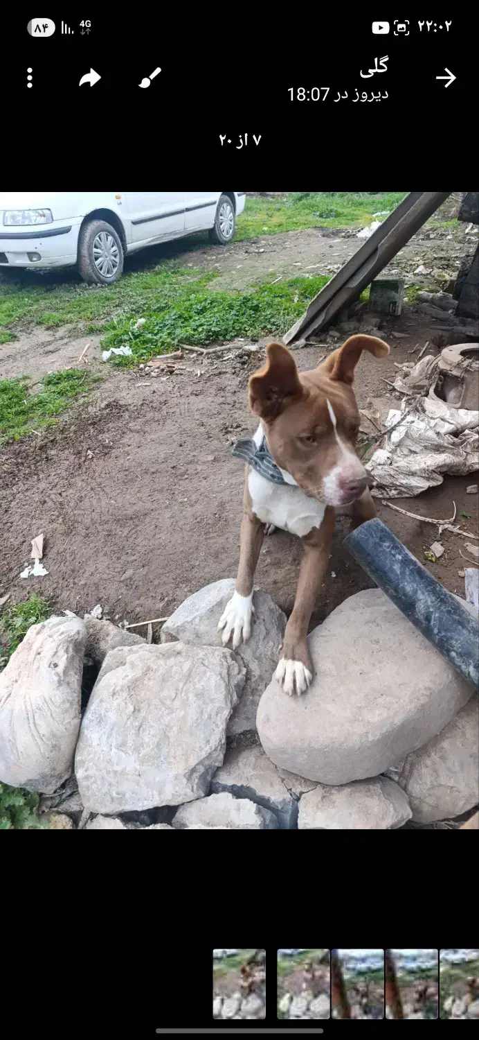 سگ پیت بول|سگ|دلند, |دیوار