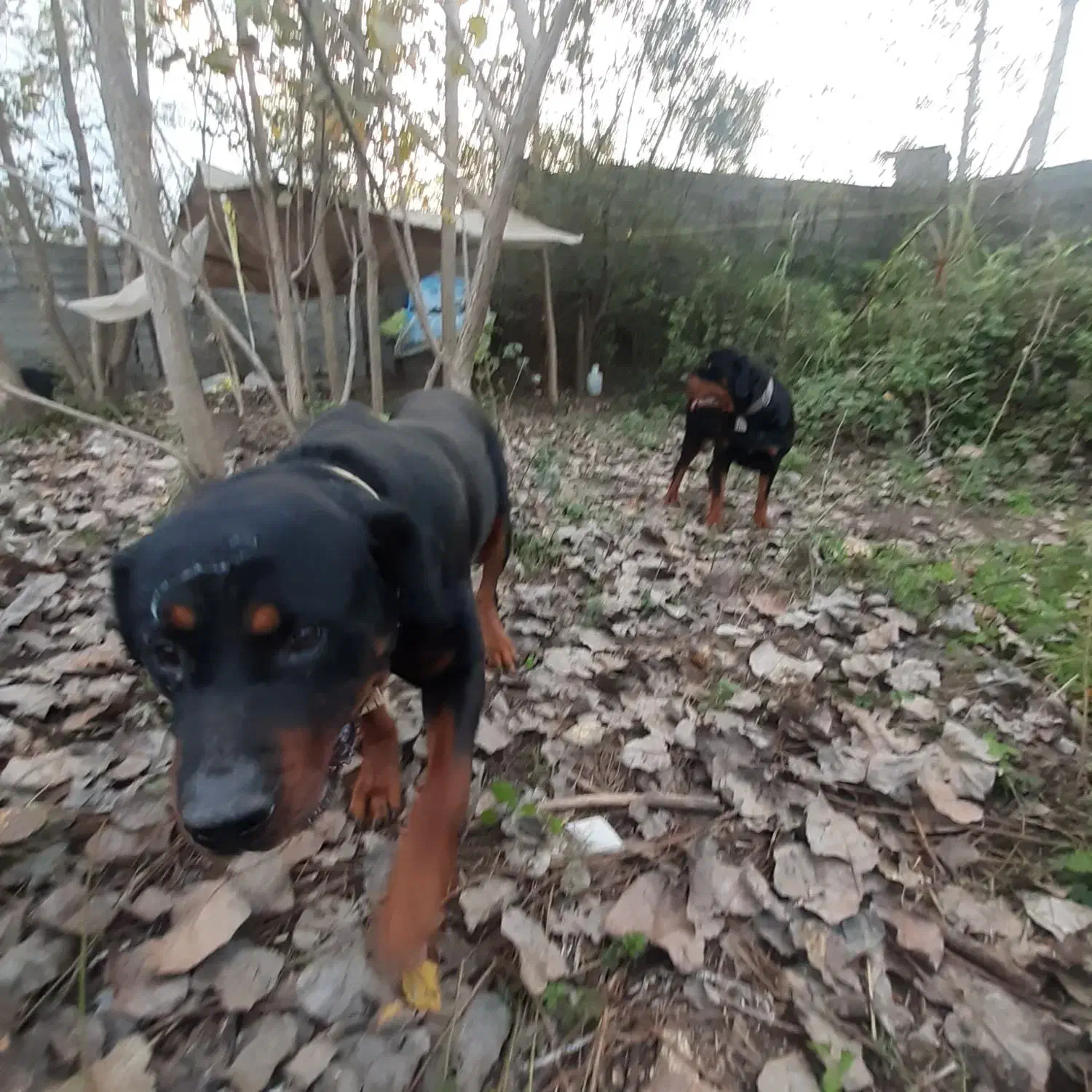 روتوایلر|سگ|لولمان, |دیوار