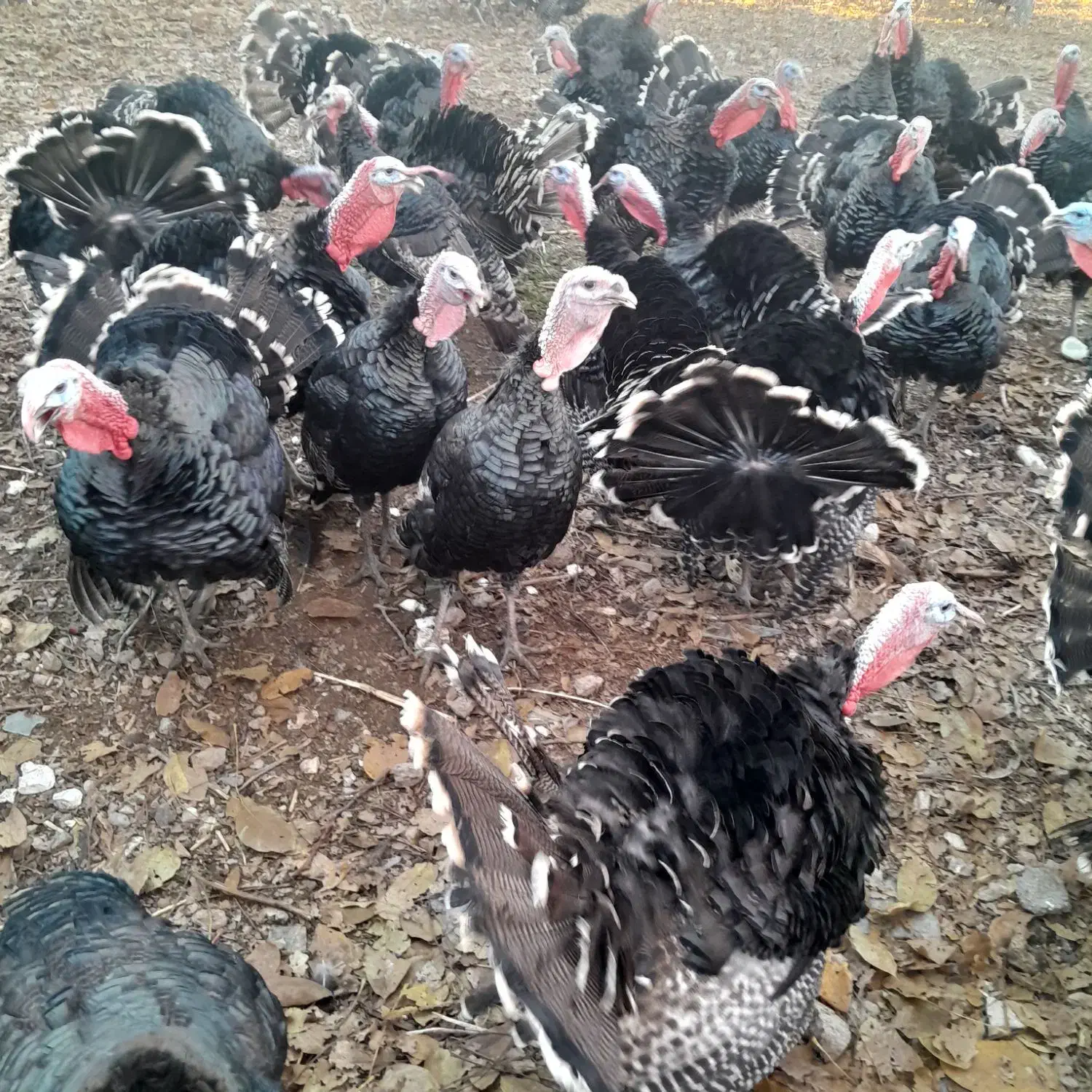 بوقلمون نر محلی|حیوانات مزرعه|الشتر, |دیوار