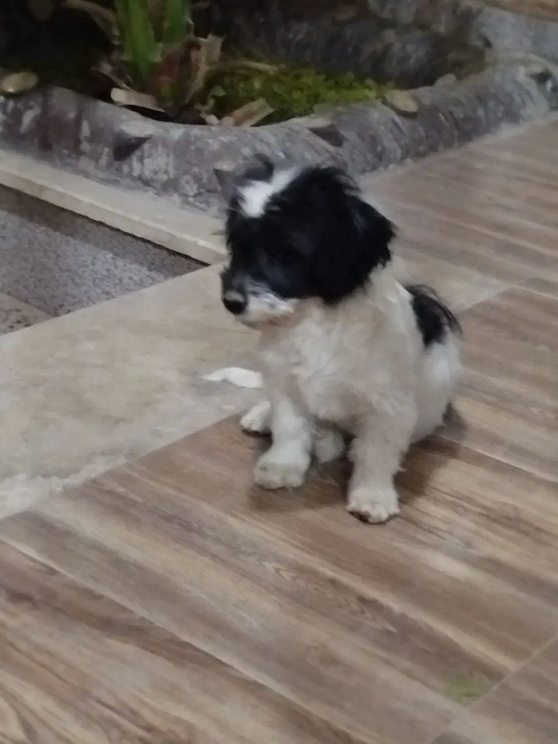 پاپی نر|سگ|خمینی‌شهر, |دیوار