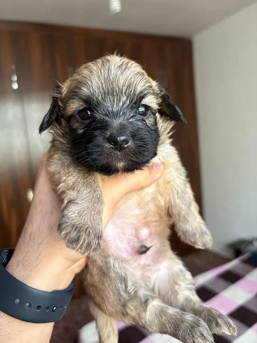 سگ شیتزو|سگ|رشت, منظریه|دیوار