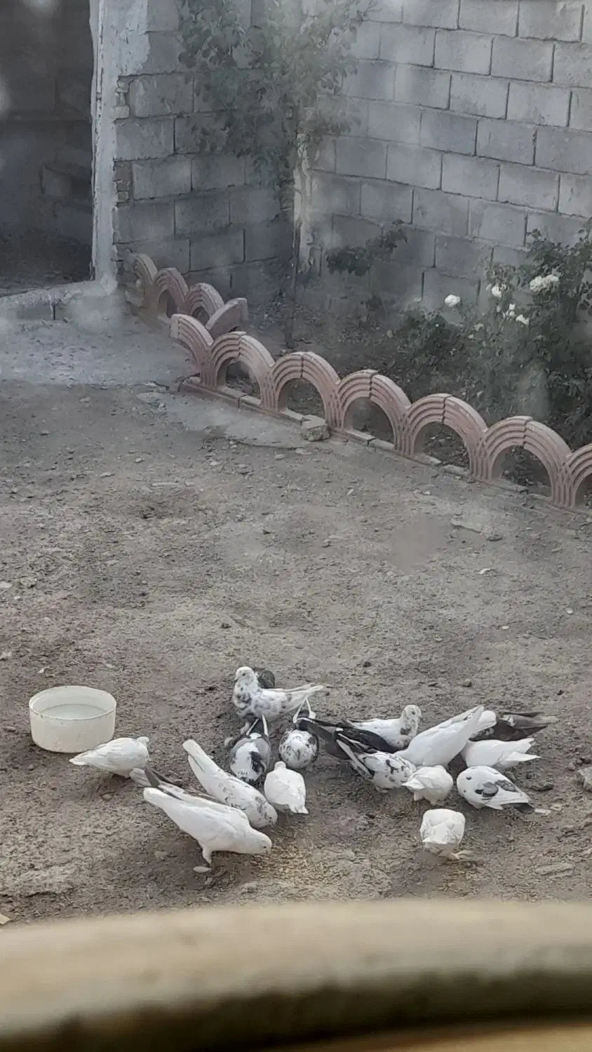 کفتر|پرنده|بستان آباد, |دیوار