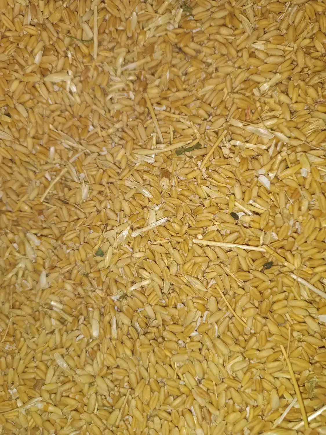 گندم دیم|خوردنی و آشامیدنی|شیرینسو, |دیوار