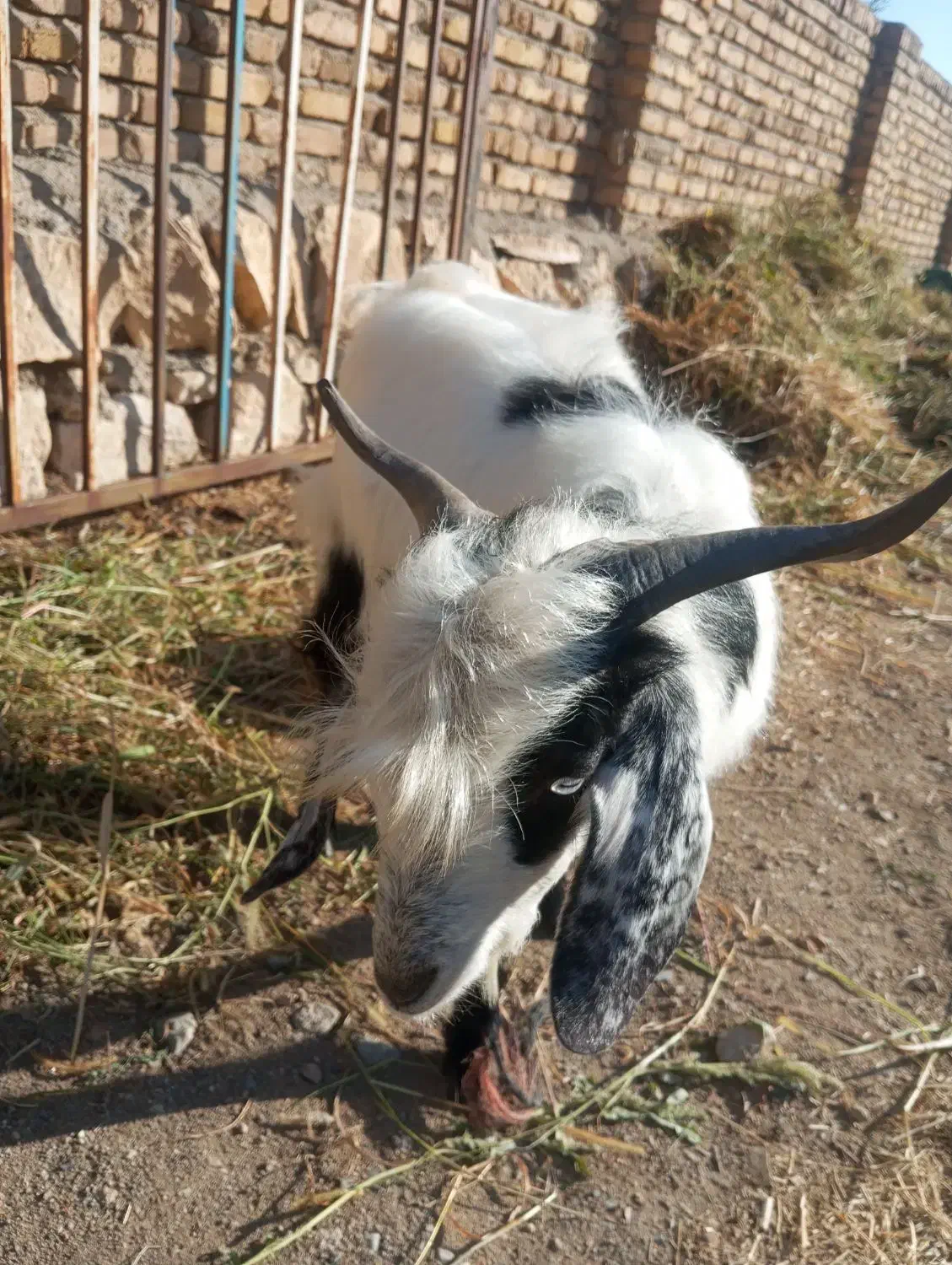 بر نر یکساله عراقی|حیوانات مزرعه|نوشین شهر, |دیوار