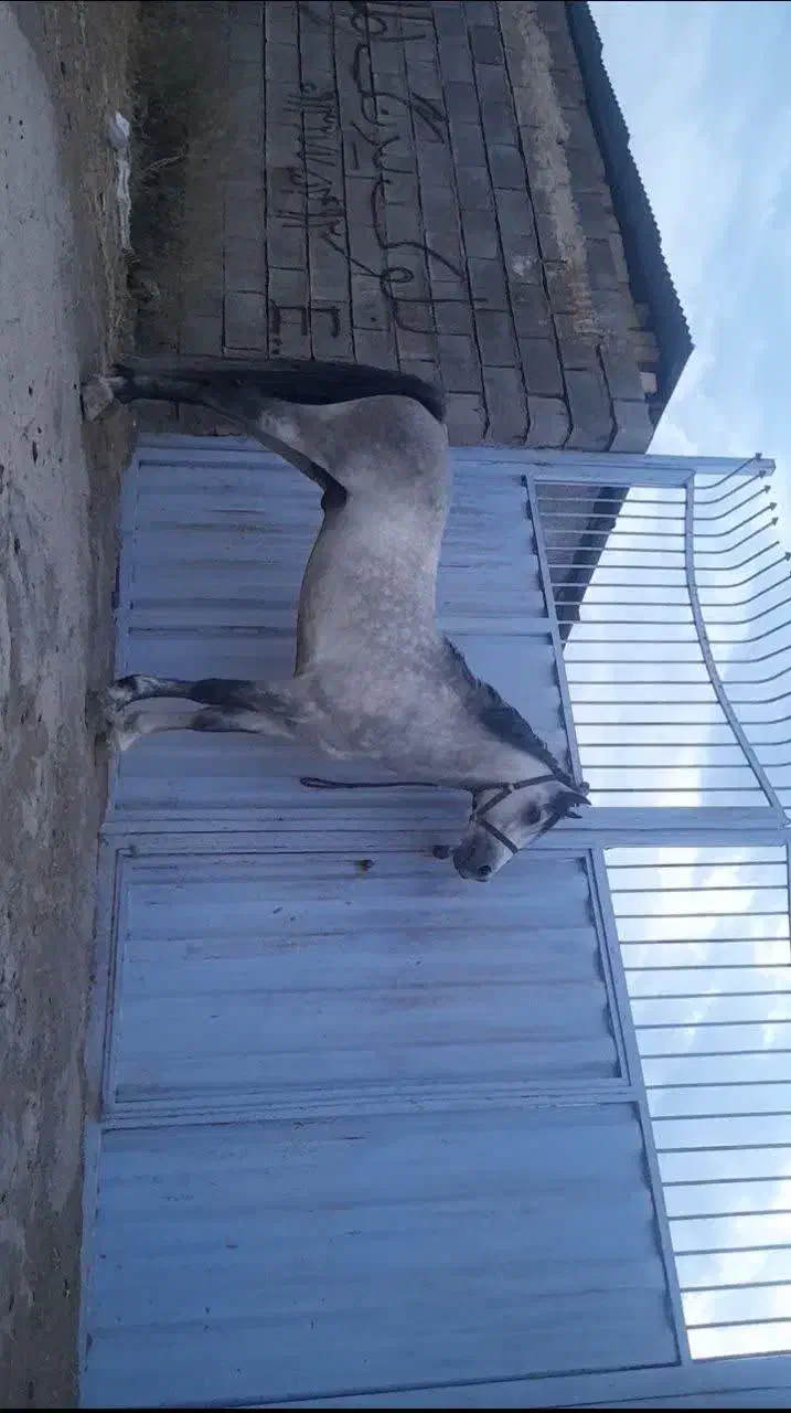 نریان کرد خوش تیپ|اسب و تجهیزات اسب‌سواری|زواره, |دیوار