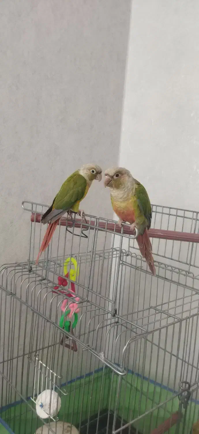 طوطی گرینچیک|پرنده|بیجار, |دیوار