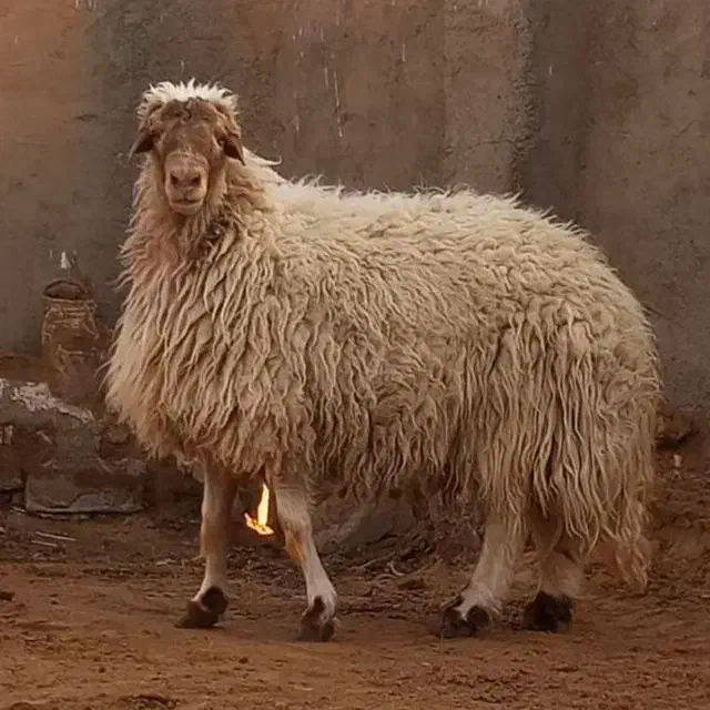 قوچ اول آگهی رو بخون|حیوانات مزرعه|فردوس (خراسان), |دیوار