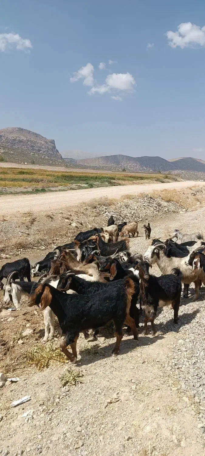 بز داشتی|حیوانات مزرعه|شیراز, بهارستان|دیوار