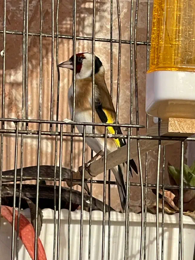 سهره سر سیاه|پرنده|بجنورد, |دیوار