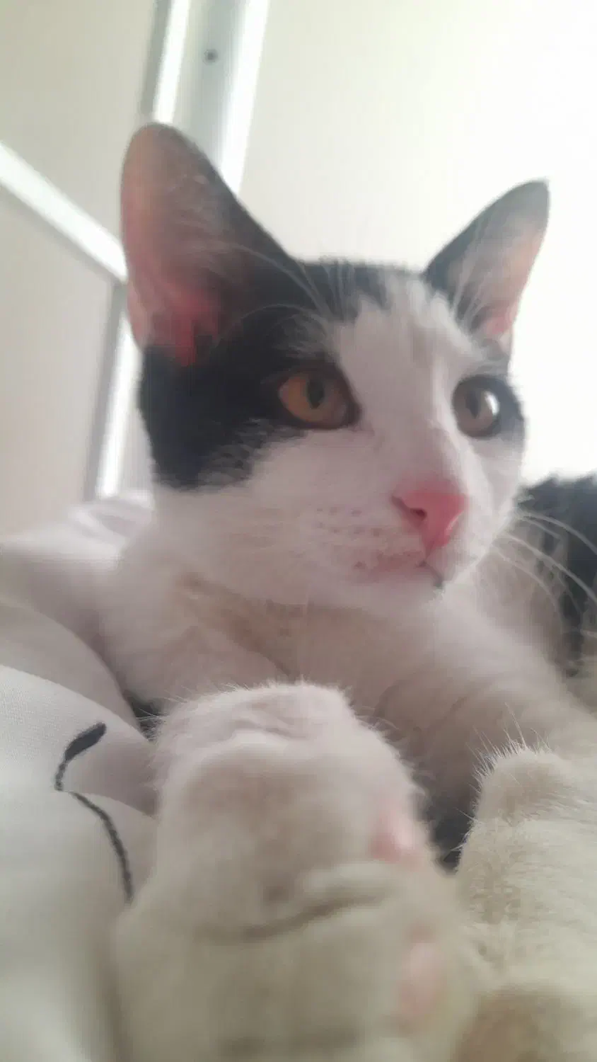 گربه|گربه|قم, باجک سه|دیوار