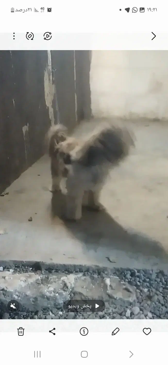 فروش توله ۶ ماهه شیتزو|سگ|تربت جام, پاسداران|دیوار