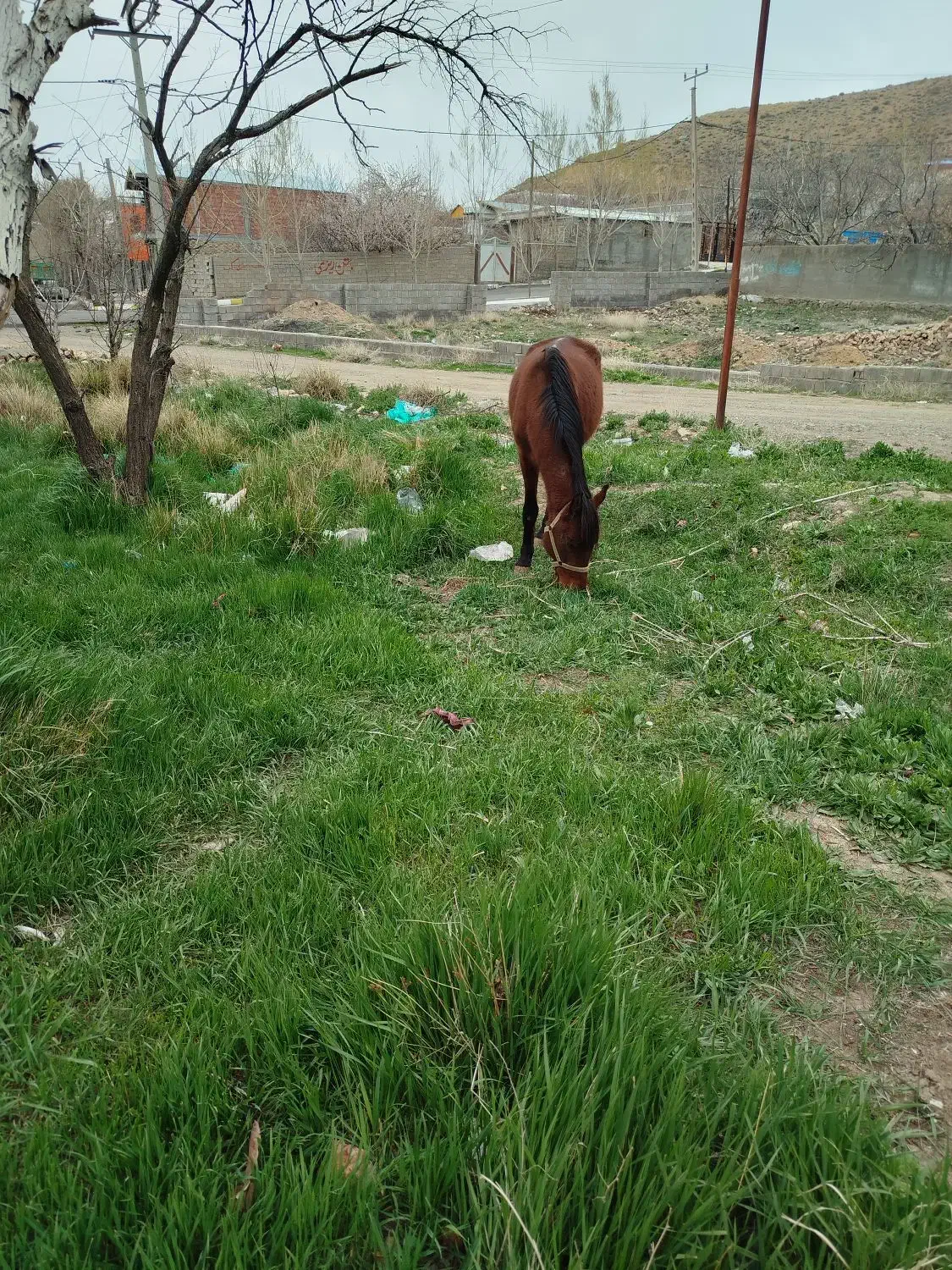 اسب|اسب و تجهیزات اسبسواری|جیرفت, |دیوار