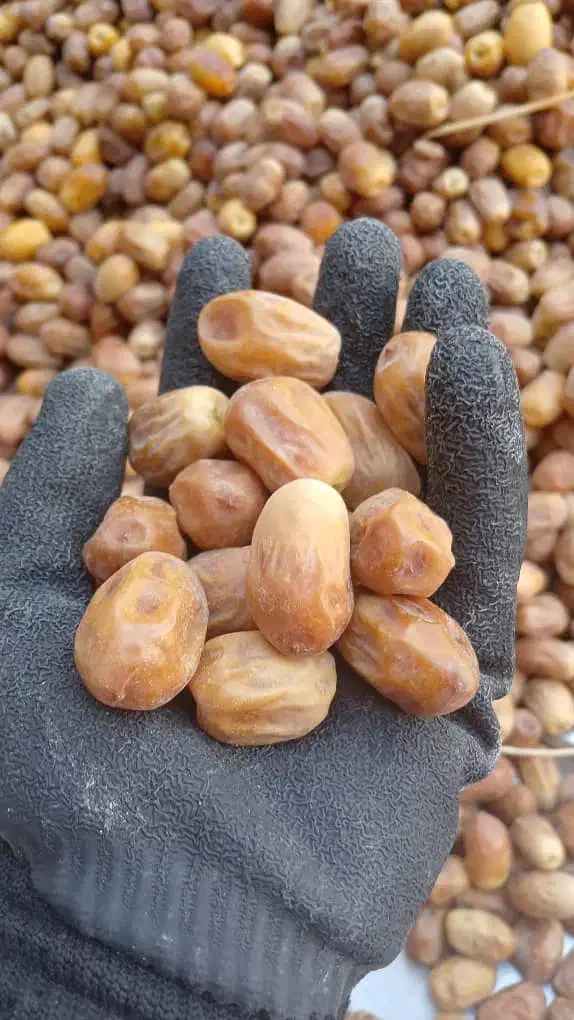 مقدار سه تن قصب درجه یک|عمده‌فروشی|ارم, |دیوار