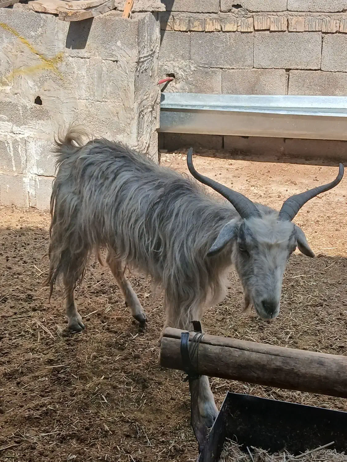 بز سرحال جوان دونه ای ۵۵۰۰|حیوانات مزرعه|مرودشت, مختارآباد|دیوار