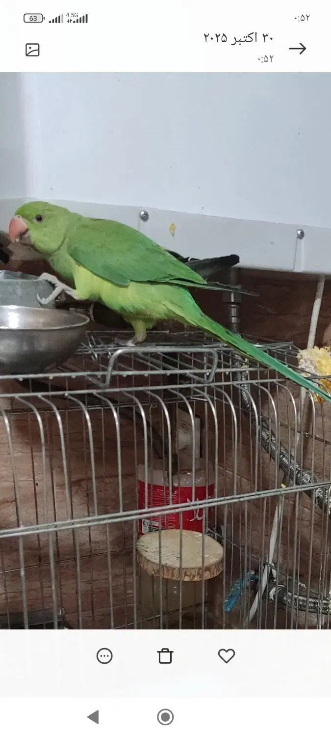 طوطی ملنگو پنج ماهه|پرنده|شیراز, فاضل|دیوار