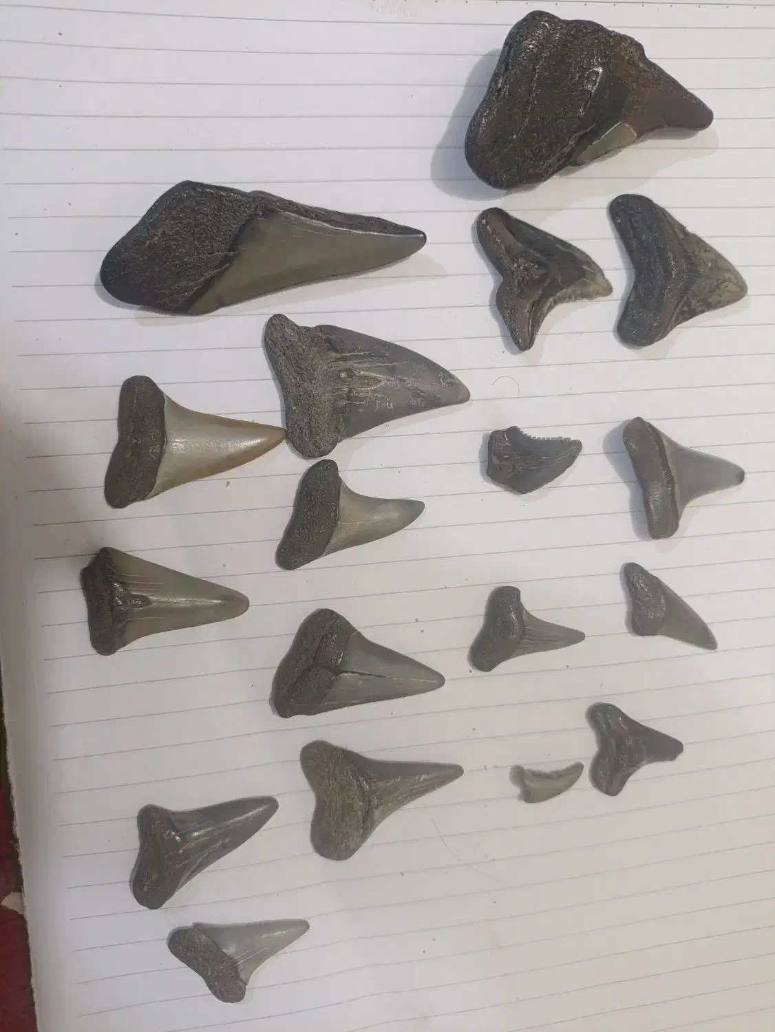 فسیل کوسه|کلکسیون اشیاء عتیقه|بندرعباس, |دیوار