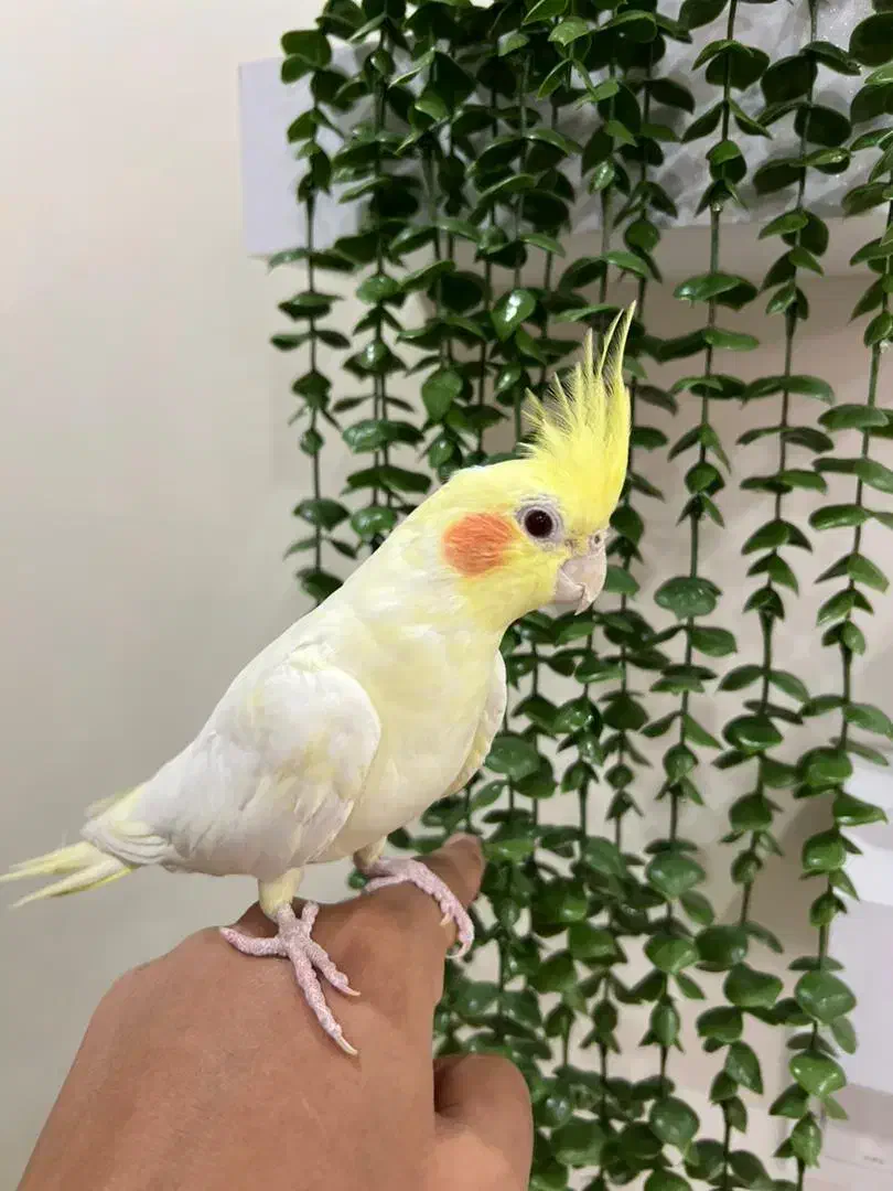 عروس هلندی|پرنده|پاکدشت, شهرک امام رضا|دیوار