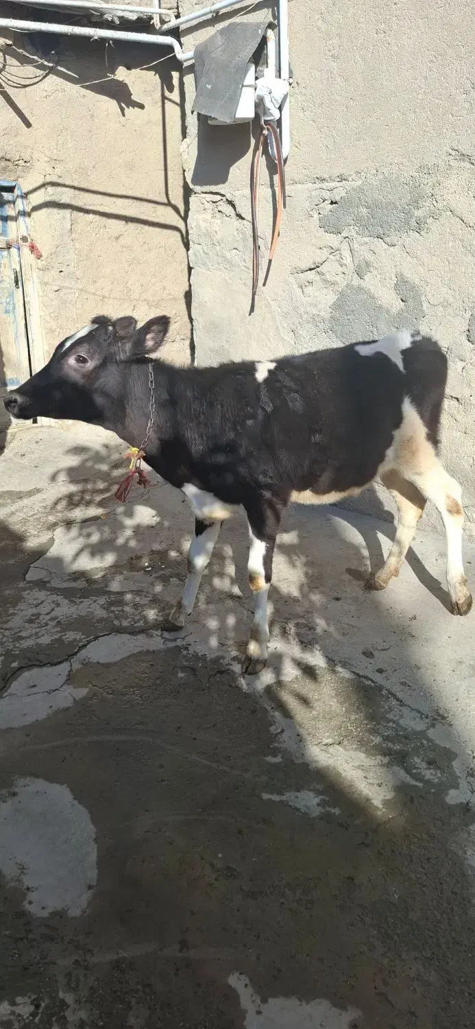 گوساله ماده|حیوانات مزرعه|قروه, |دیوار