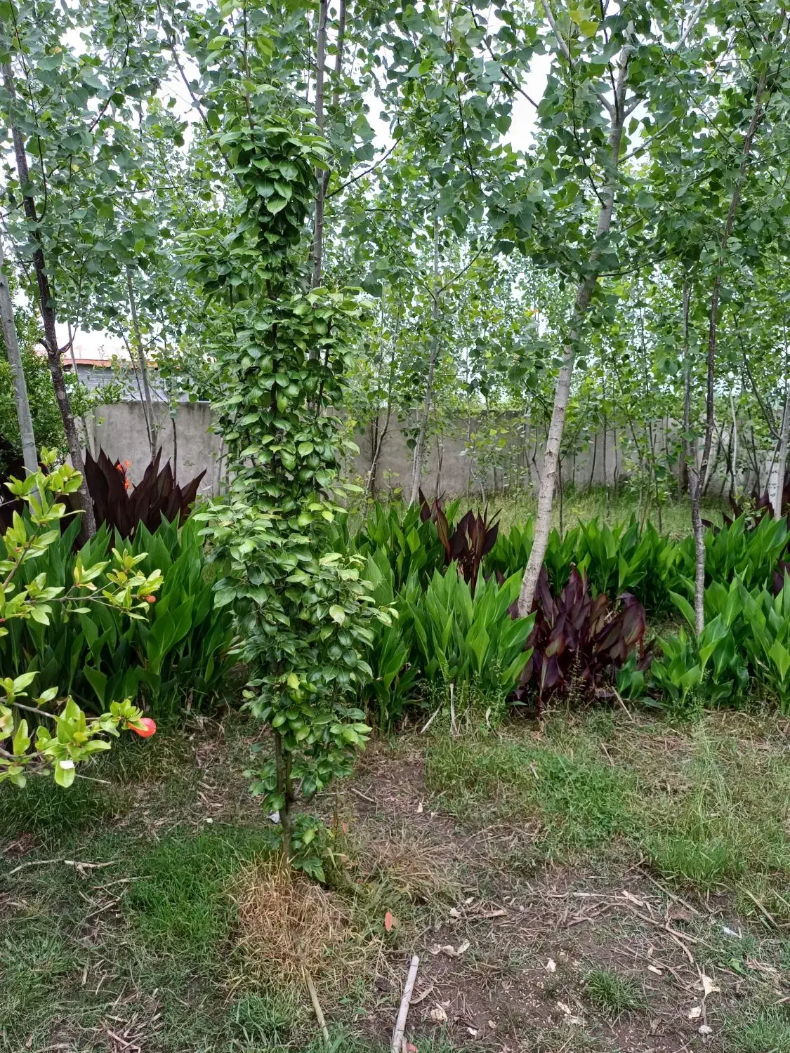 ویلا|فروش خانه و ویلا|رشت, شهرک شهید رجایی|دیوار