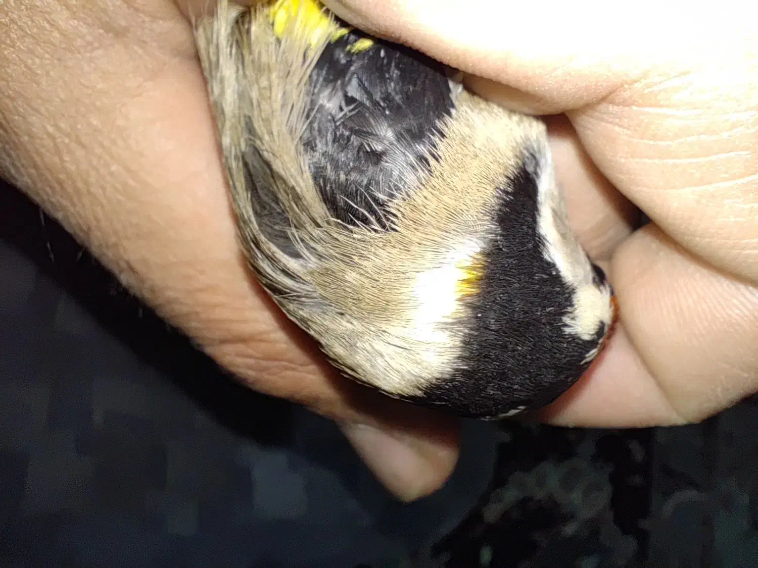 سهره نر چهارگل|پرنده|پارس‌آباد, |دیوار