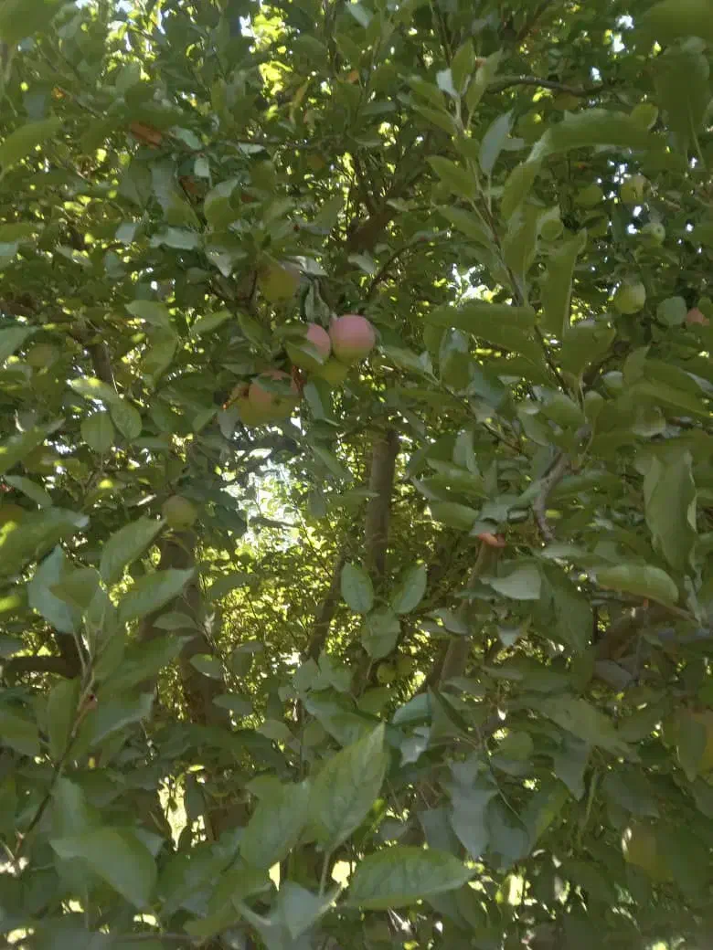 فروش یک قطعه باغ سیب ۲۰ساله|فروش زمین و ملک کلنگی|شاهین دژ, |دیوار