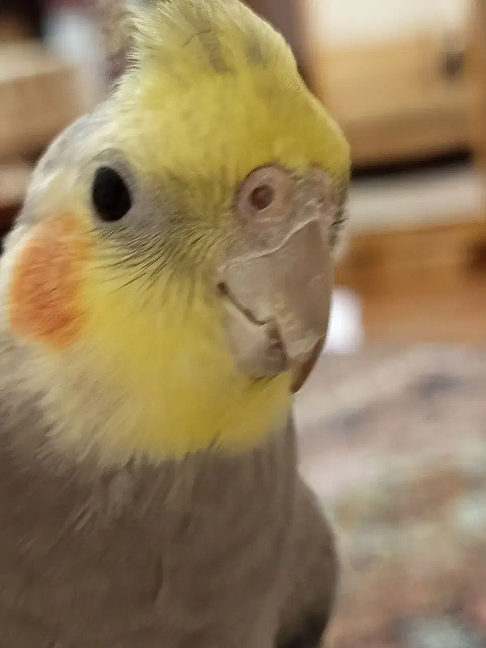 گم شدن عروس هلندی|پرنده|زاهدان, |دیوار