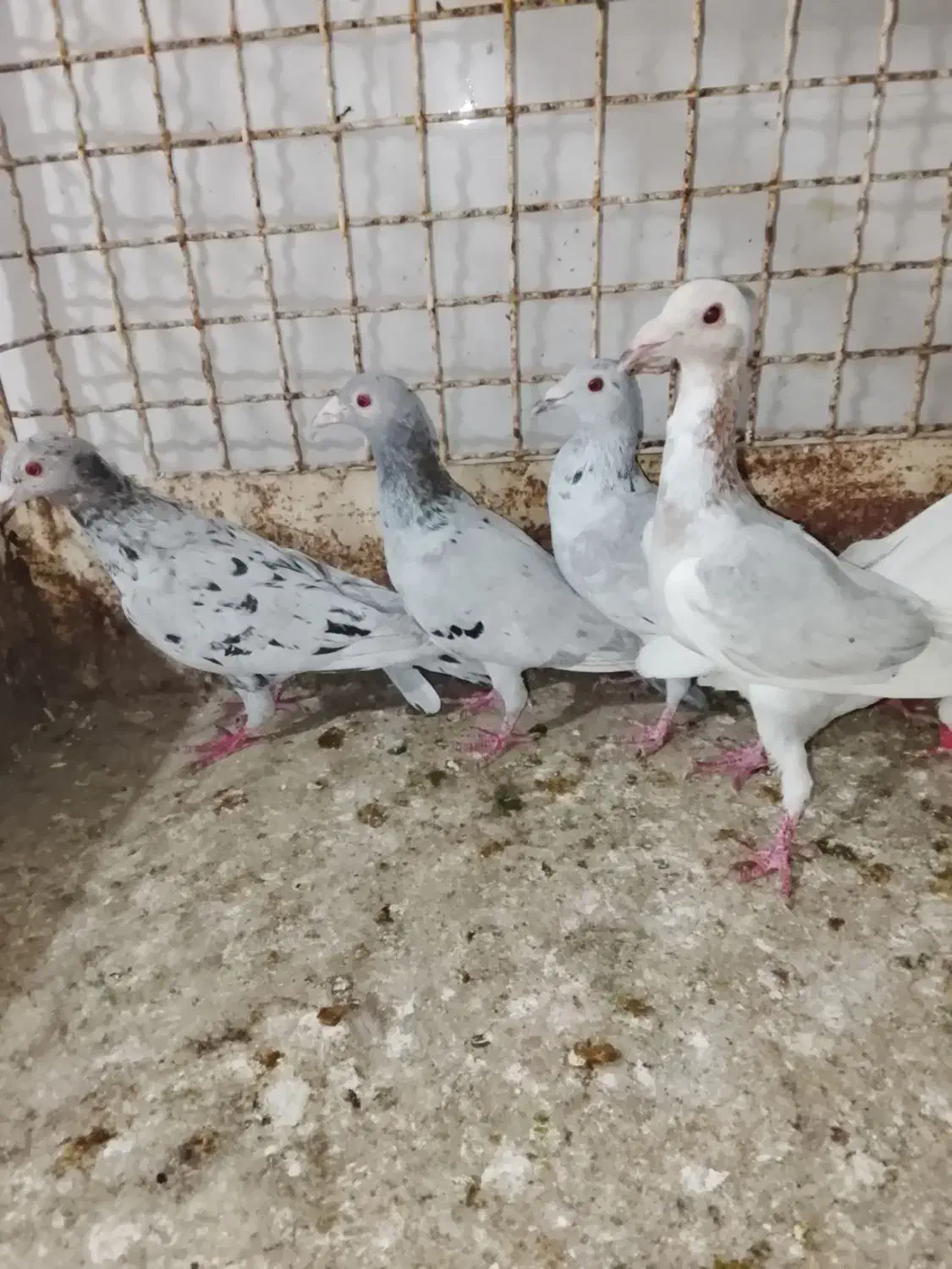 ادرس الوند|پرنده|الوند, |دیوار