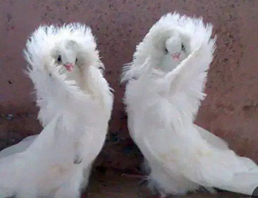 گمشده|حیوانات|مشهد, همت آباد|دیوار