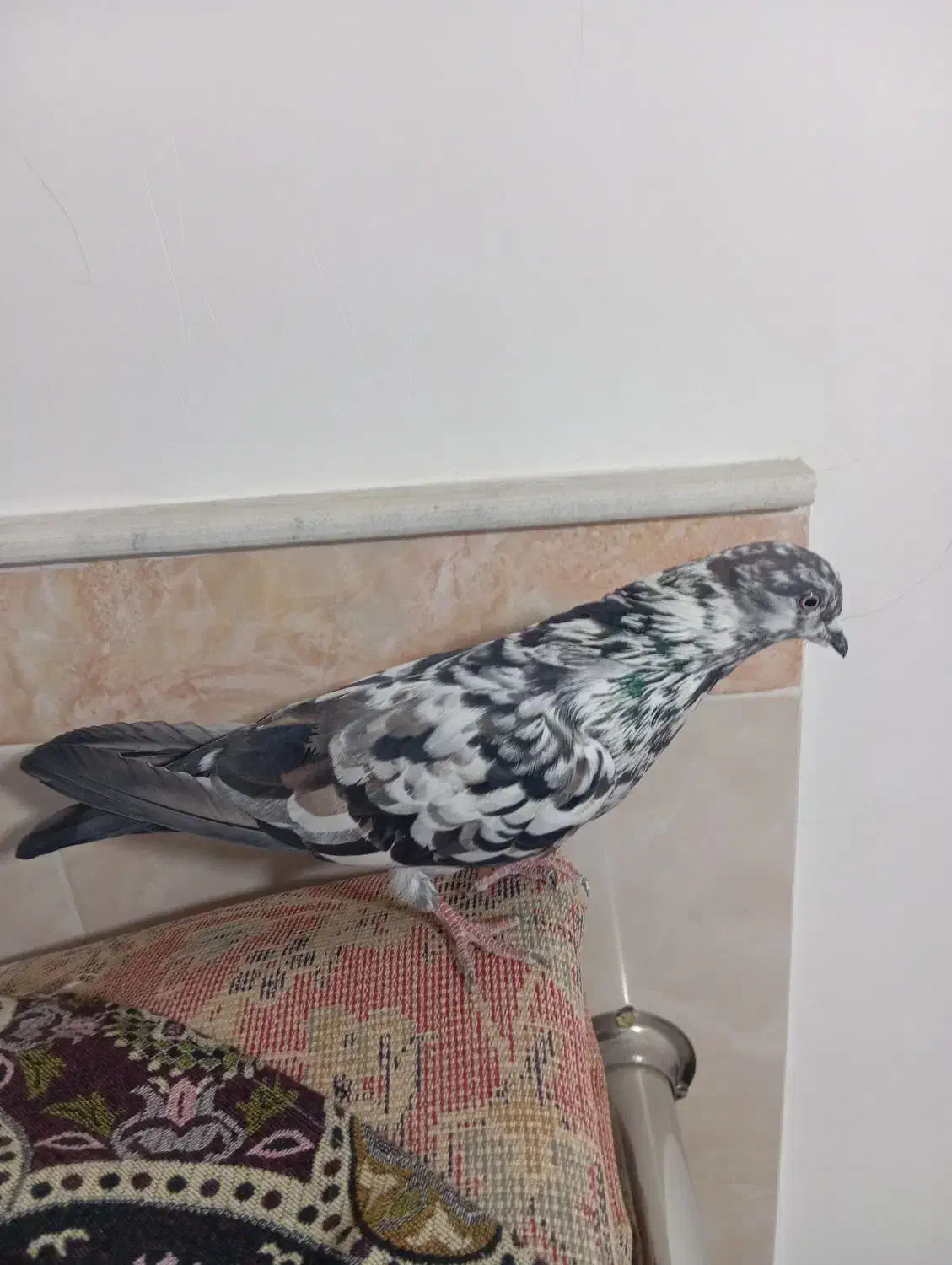 کفتر|پرنده|قم, مهر آباد|دیوار