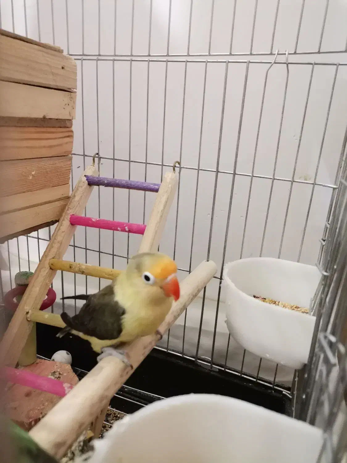 گرینچیک. طوطی برزیلی. عروس هلندی|پرنده|صفادشت, |دیوار