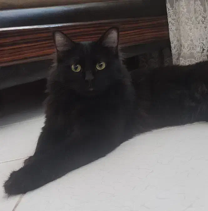 پیشی پشمالو سیاه.پرشین ایرانی.|گربه|کرمان, |دیوار